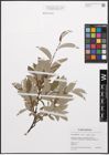 Foto von Salix caprea L. x Salix phylicifolia L.
